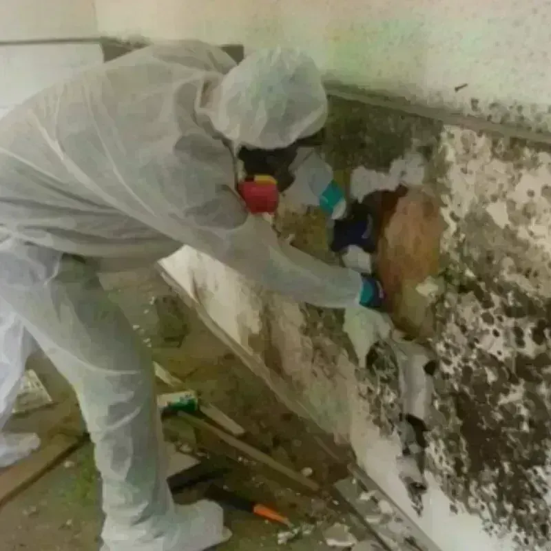 Mold Remediation and Removal in Peoria, AZ